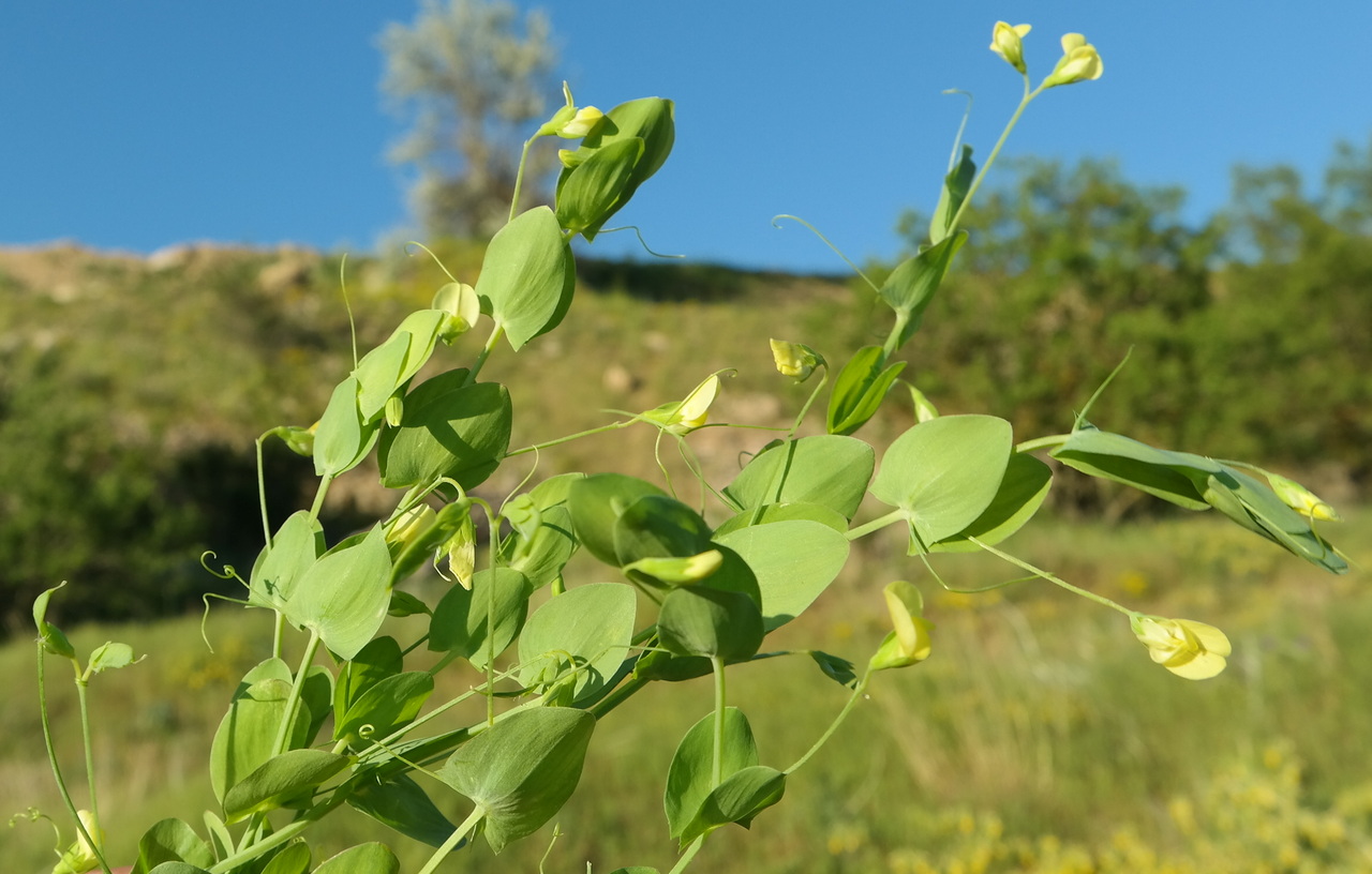 Изображение особи Lathyrus aphaca.