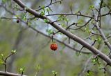 род Malus