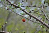 род Malus. Часть ветви с прошлогодним плодом. Самарская обл., Ставропольский р-н, окр. с. Ширяево, гора Попова, заросли кустарников на склоне. 02.05.2021.