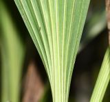 Sudamerlycaste locusta