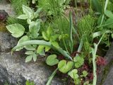 Tulipa sylvestris