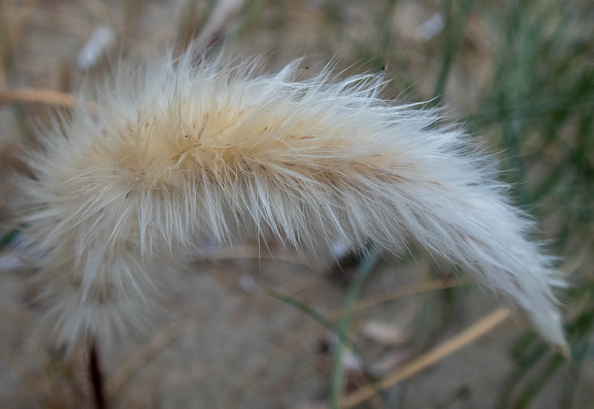 Image of Imperata cylindrica specimen.