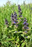 Ajuga genevensis