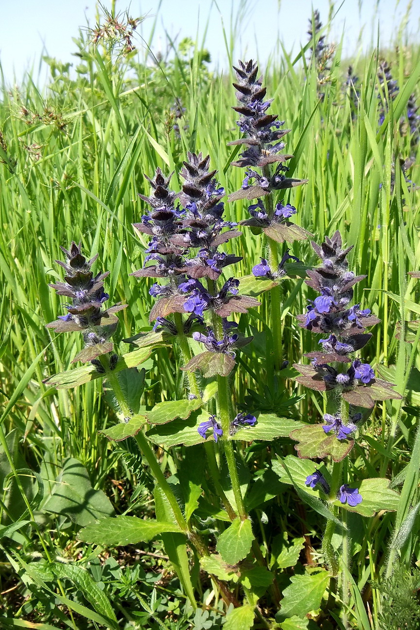 Image of Ajuga genevensis specimen.