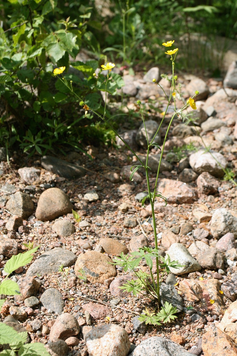 Image of genus Ranunculus specimen.