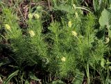 Adonis vernalis