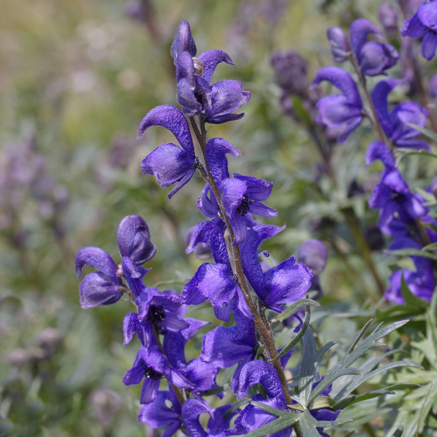 Изображение особи Aconitum altaicum.