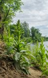 Verbascum thapsus