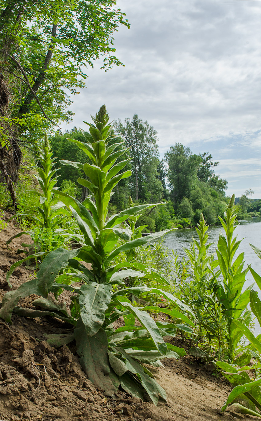 Image of Verbascum thapsus specimen.
