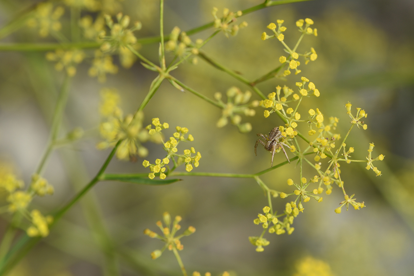 Image of Bupleurum woronowii specimen.