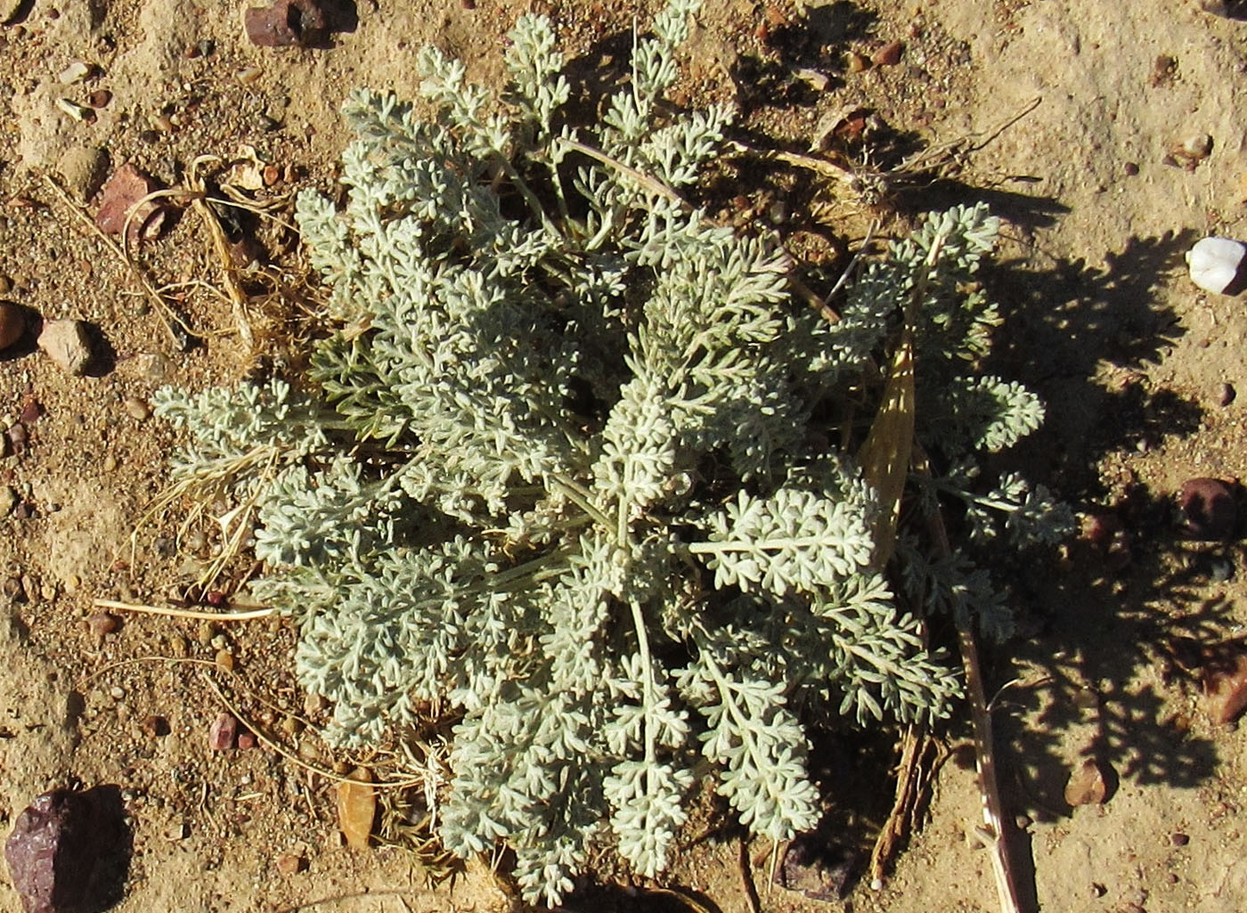 Image of genus Artemisia specimen.