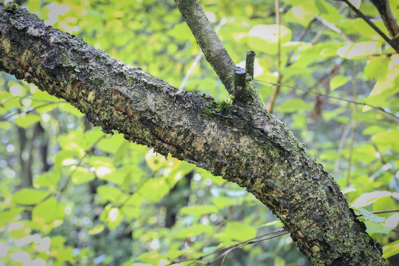 Изображение особи Betula ovalifolia.