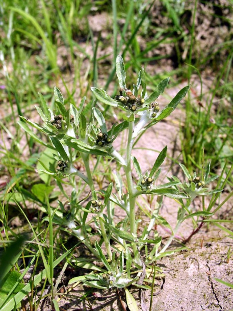 Изображение особи Gnaphalium uliginosum.