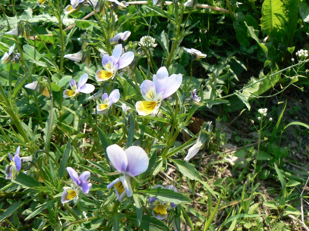 Image of Viola tricolor specimen.