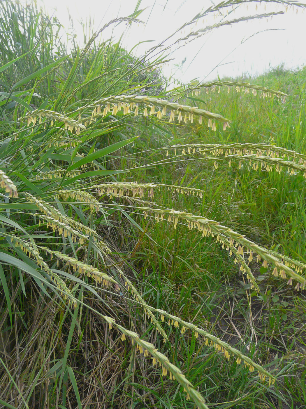 Image of Elytrigia repens specimen.