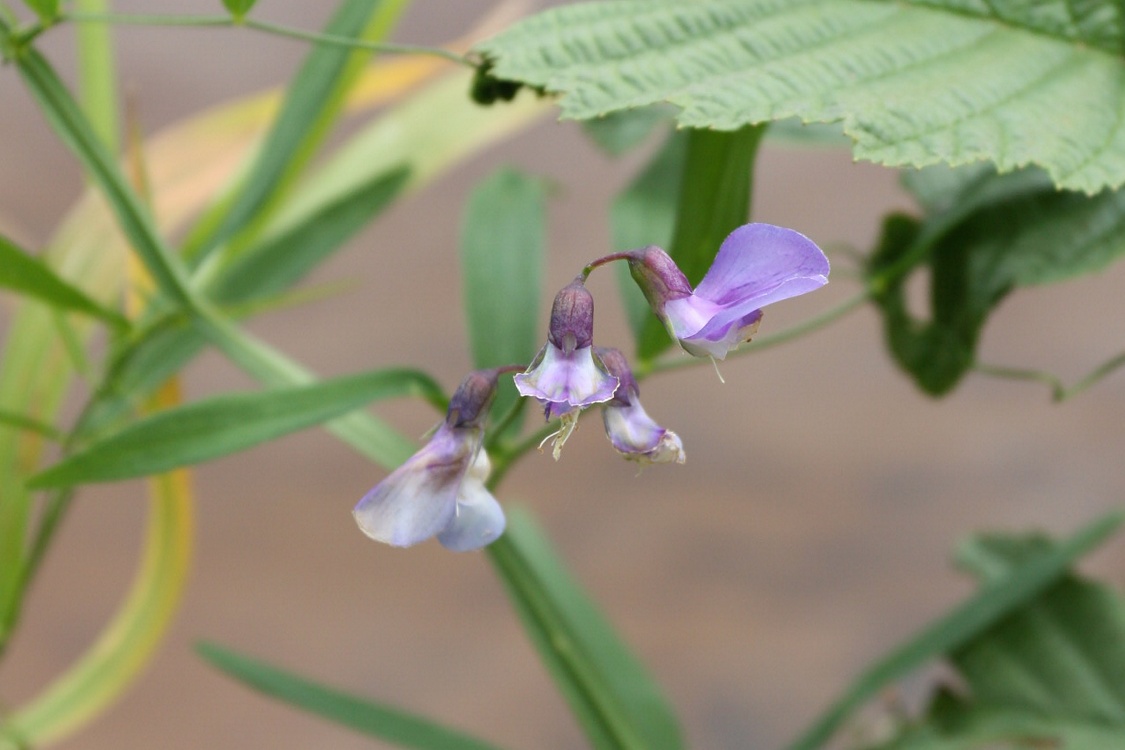 Image of Lathyrus palustris specimen.