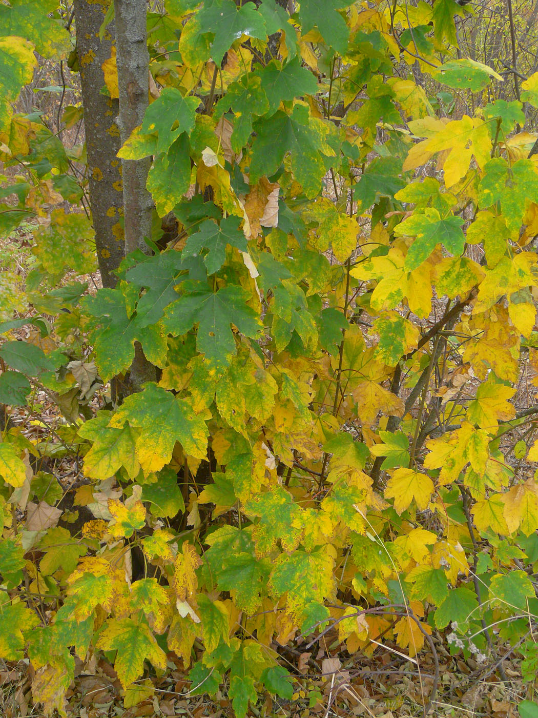 Image of Acer pseudoplatanus specimen.