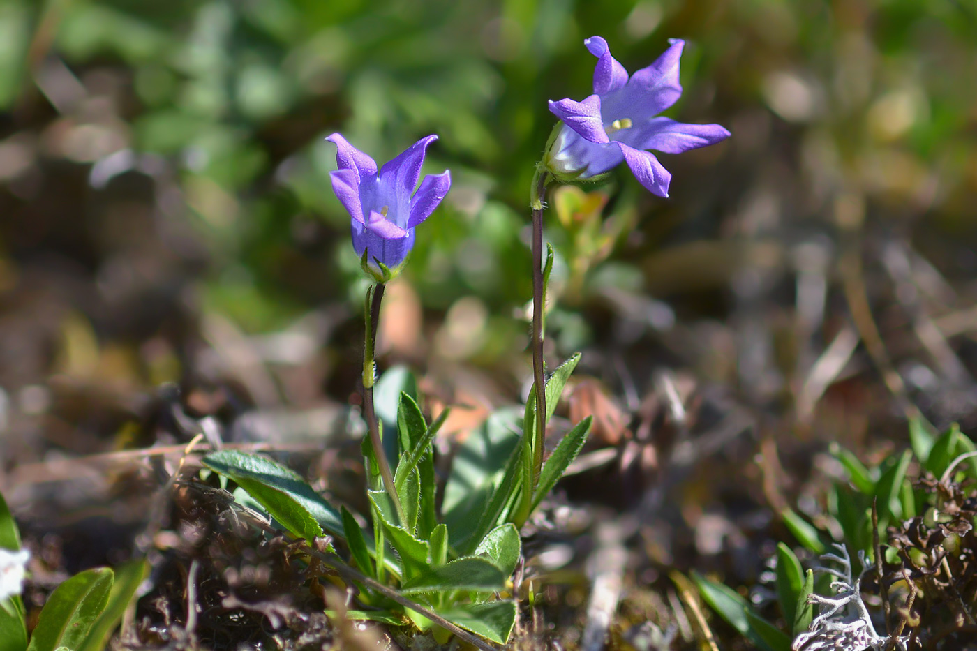 Image of Campanula ciliata specimen.