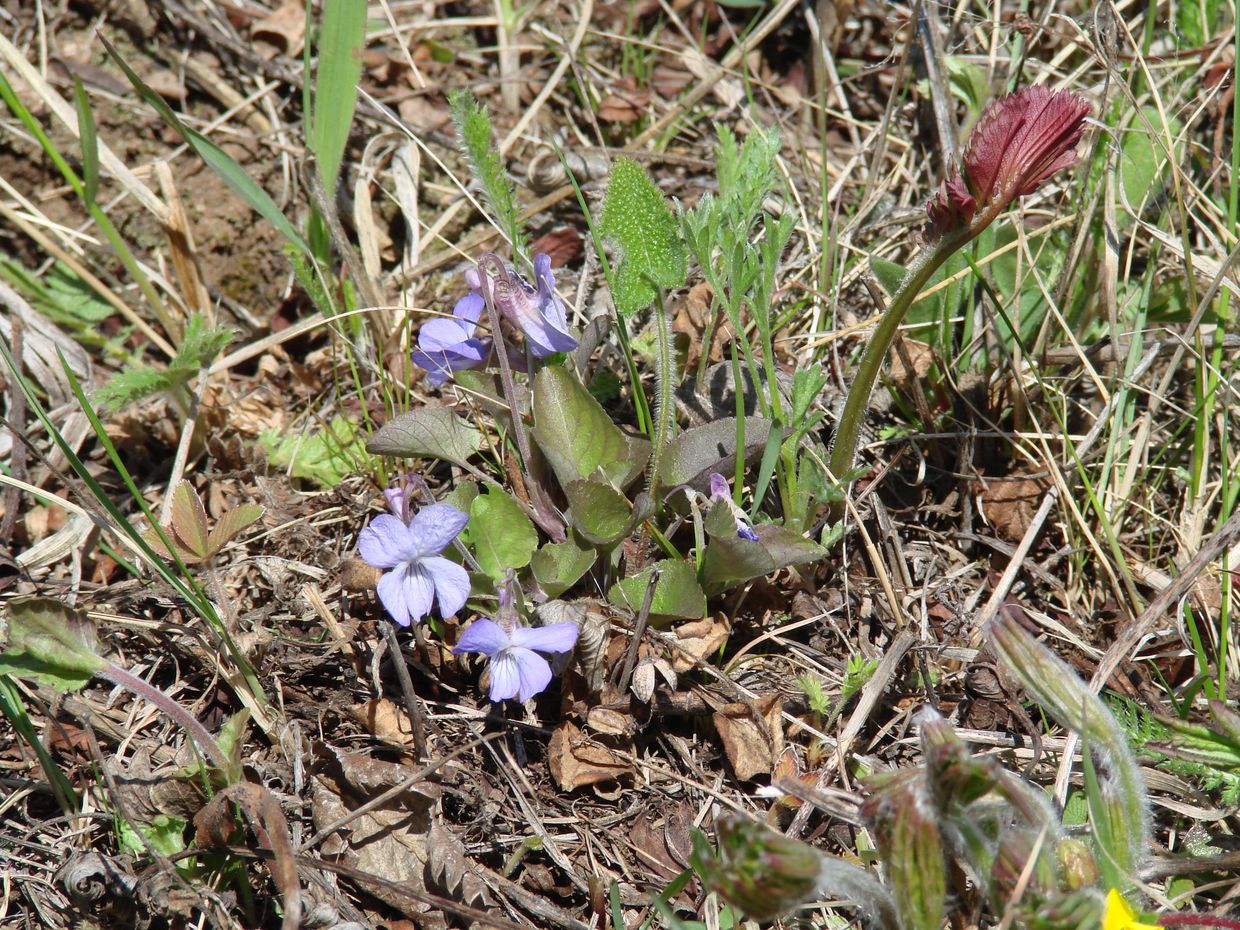 Изображение особи Viola sacchalinensis.