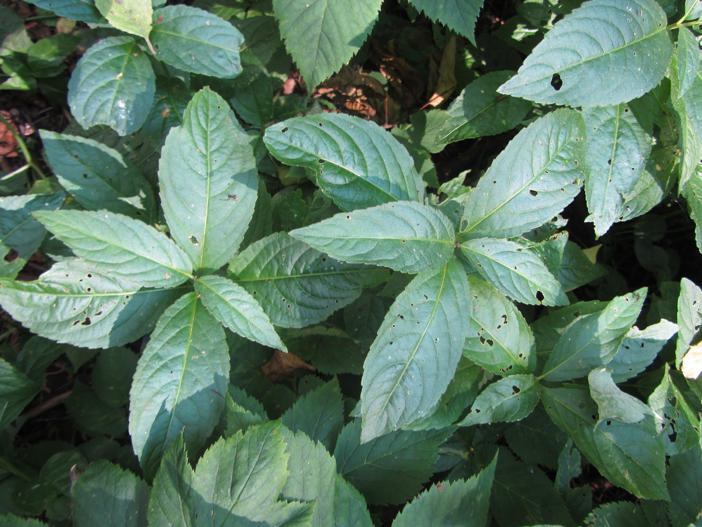 Image of Mercurialis perennis specimen.