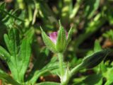 Geranium dissectum. Цветок (вид сбоку). Северная Осетия, Пригородный р-н, окр. с. Михайловское, у дороги. 09.05.2021.