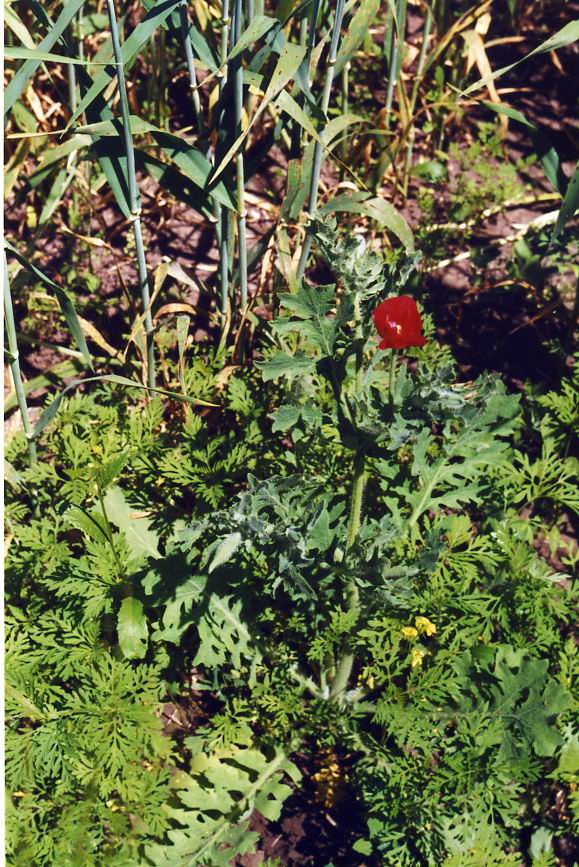 Image of Glaucium corniculatum specimen.