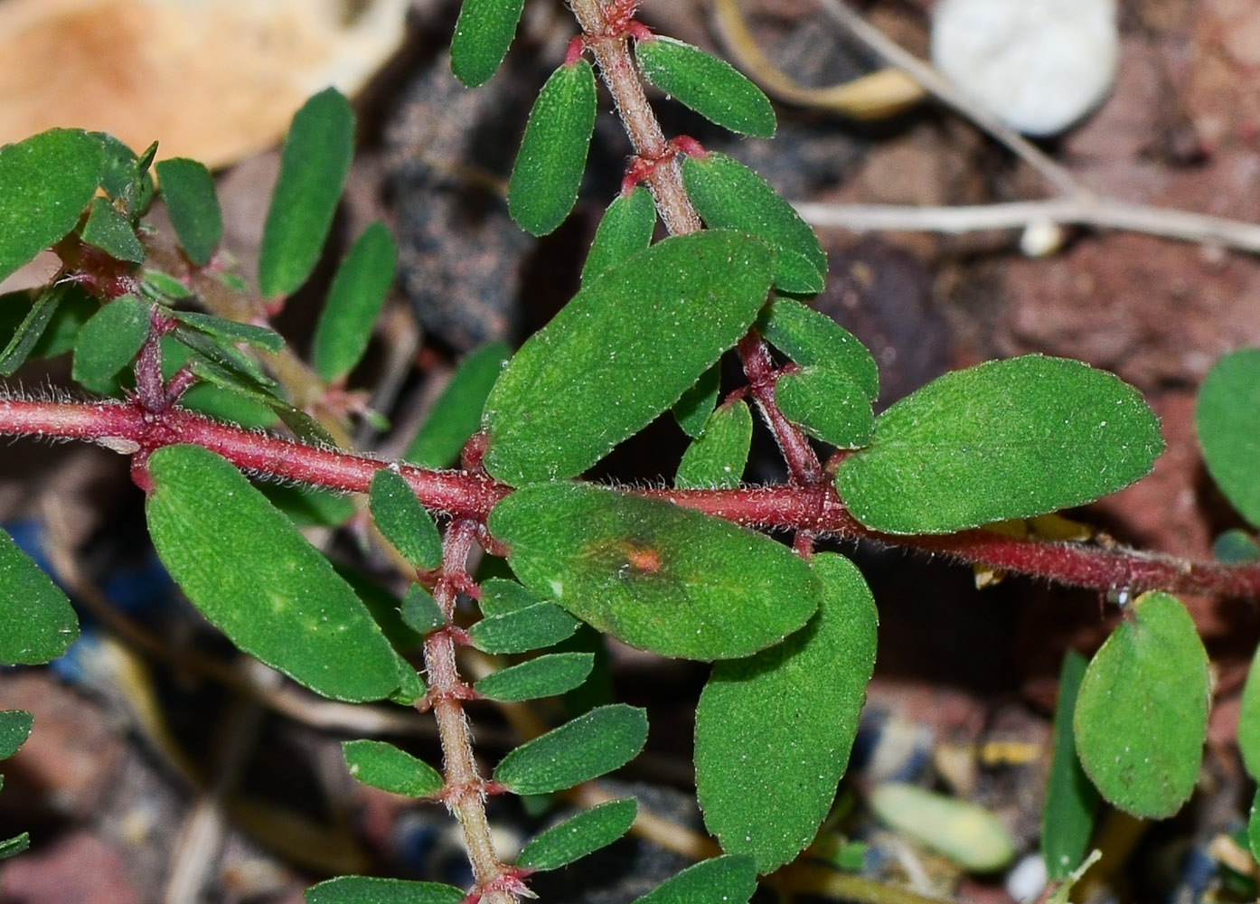 Image of Euphorbia forskaolii specimen.