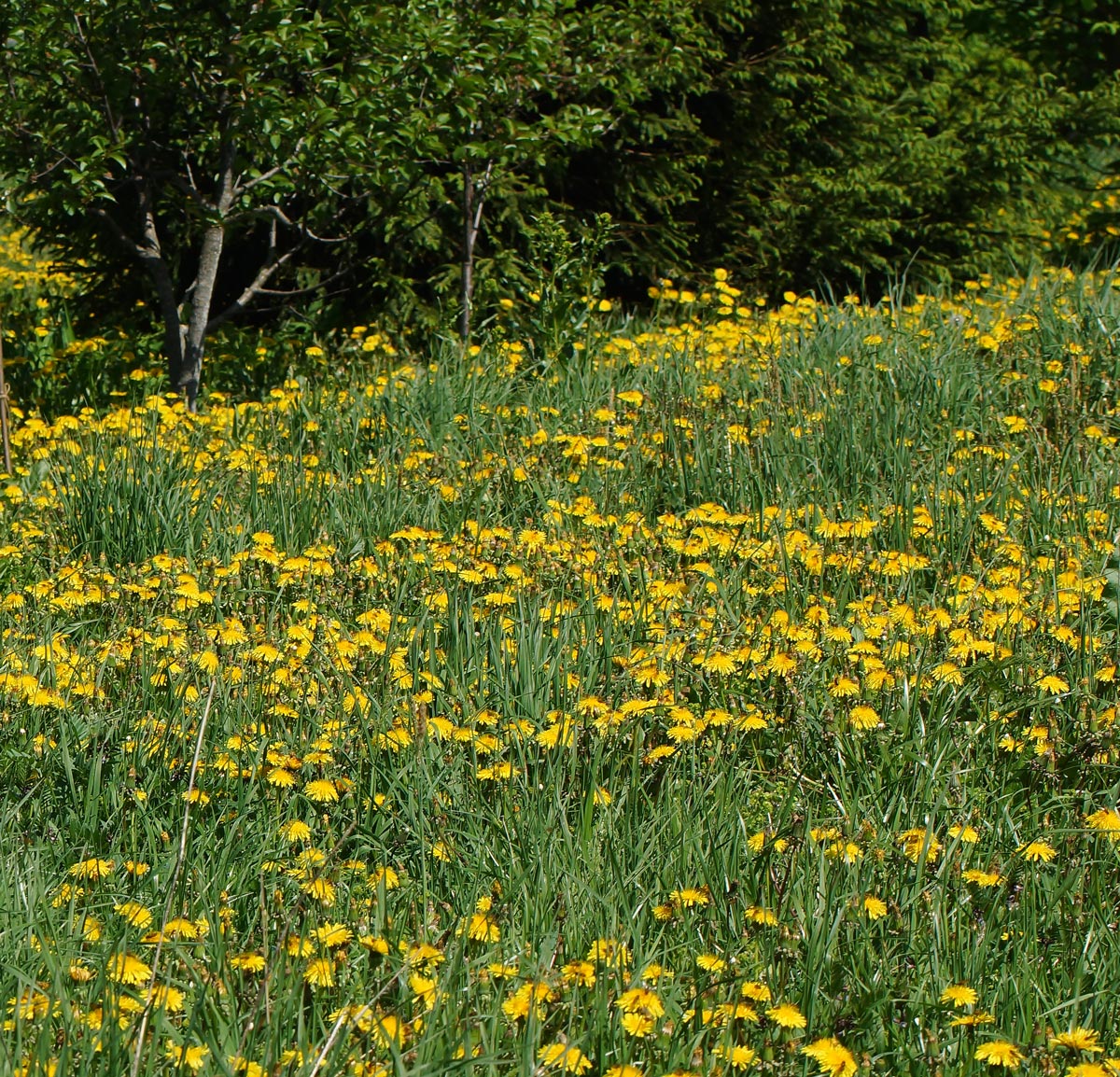 Изображение особи Taraxacum officinale.