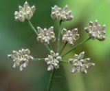 Torilis japonica. Соплодие. Московская обл., Одинцовский р-н, окр. г. Кубинка, окр. водохранилища Трасна, обочина асфальтовой прогулочной дорожки. 30.07.2021.