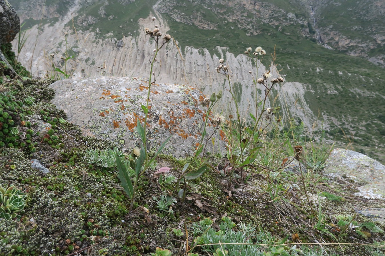 Изображение особи род Hieracium.