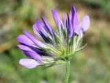 Psoralea bituminosa подвид pontica