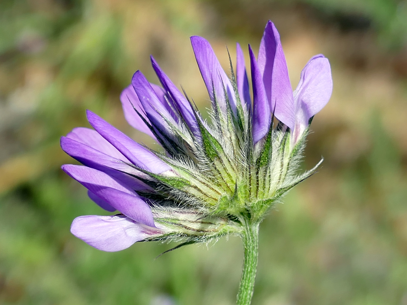 Изображение особи Psoralea bituminosa ssp. pontica.