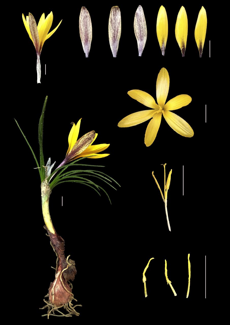 Image of Crocus korolkowii specimen.