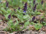 Ajuga genevensis