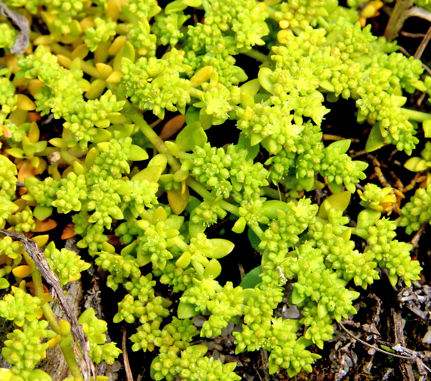 Image of Herniaria glabra specimen.