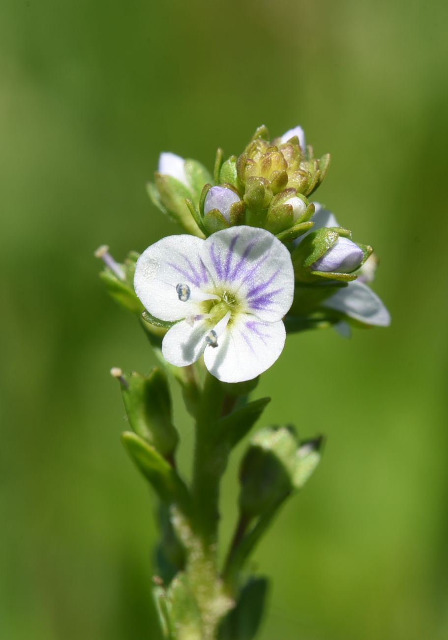 Изображение особи Veronica serpyllifolia.