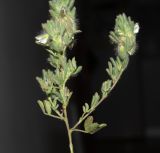 Image of specimen