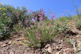 Oxytropis pseudorosea