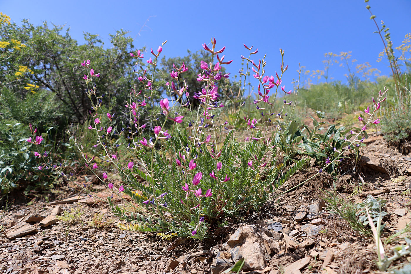 Image of Oxytropis pseudorosea specimen.