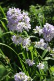 Gadellia lactiflora. Верхушка цветущего растения. Санкт-Петербург, Кировский р-н, придомовой цветник, в культуре. 09.07.2022.