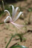 genus Crinum