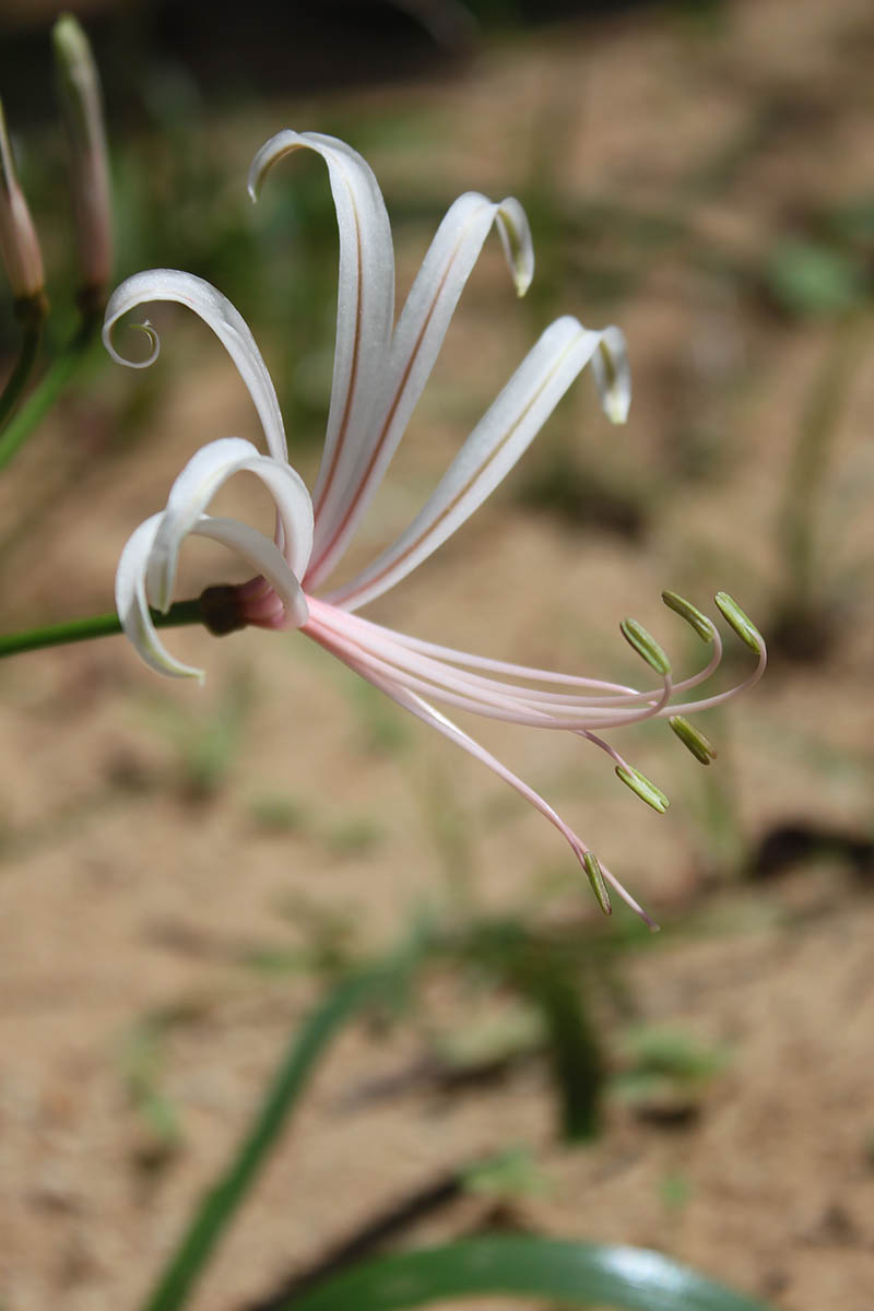 Изображение особи род Crinum.