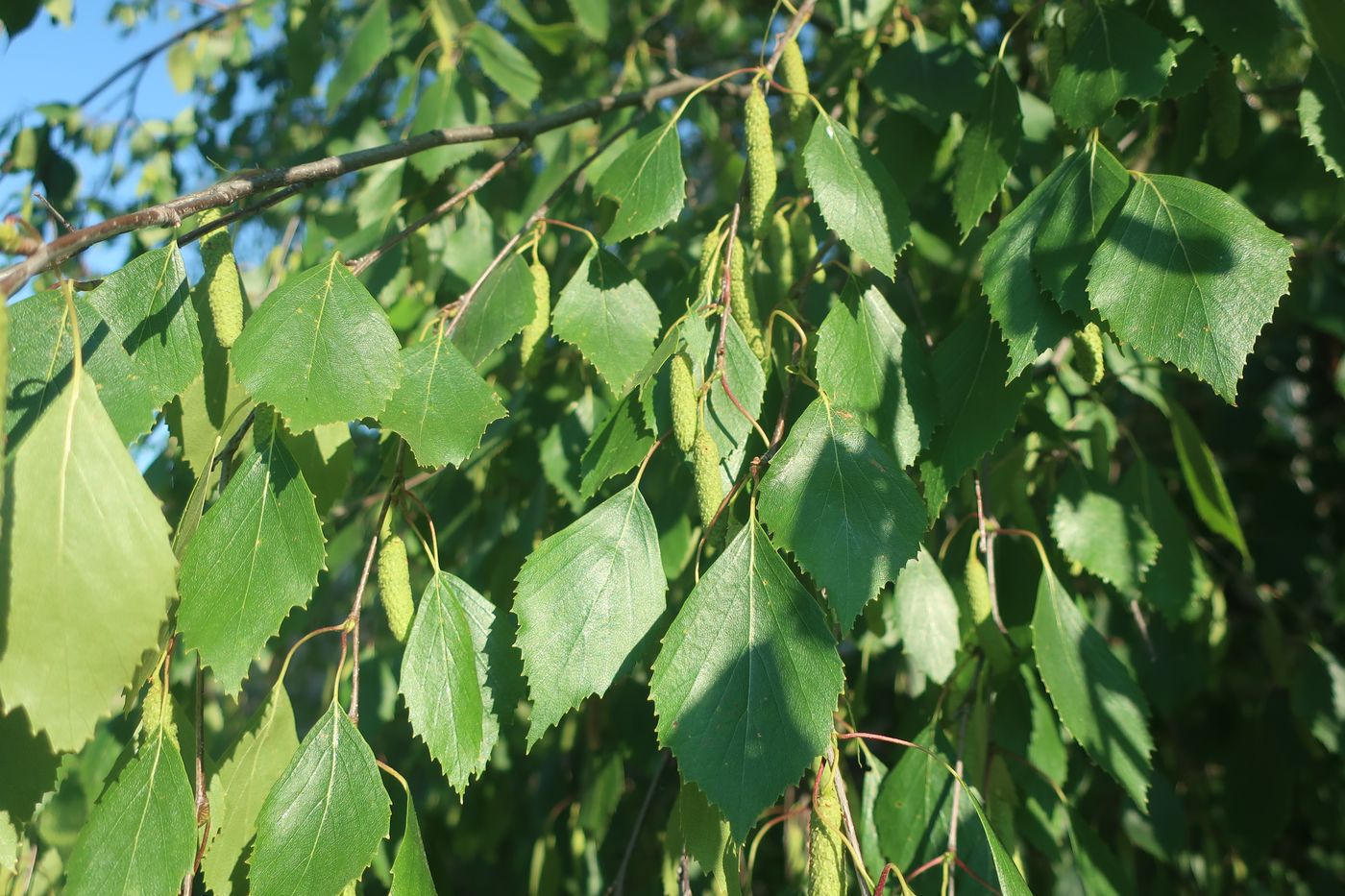 Изображение особи Betula pendula.