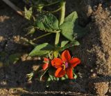 Anagallis arvensis