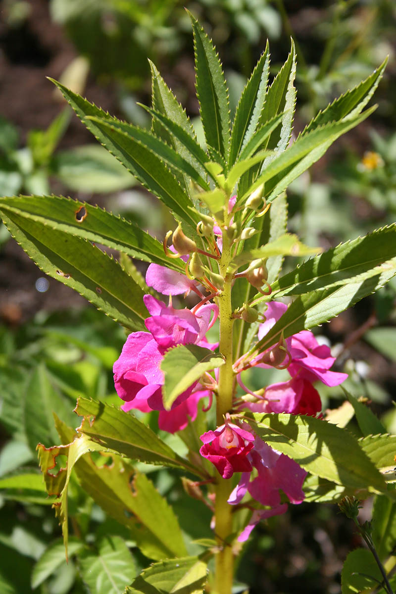 Image of Impatiens balsamina specimen.