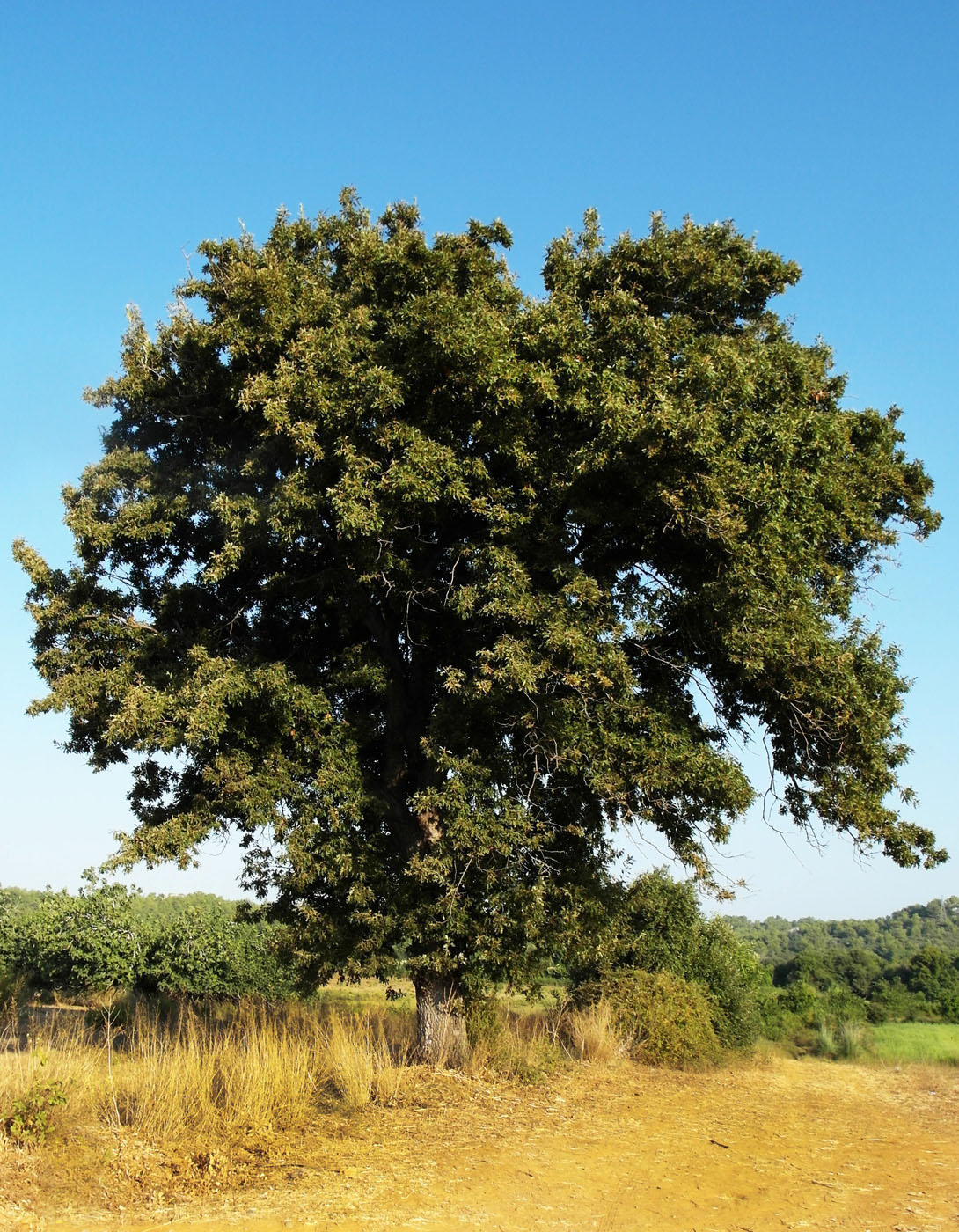 Изображение особи Quercus cerris.