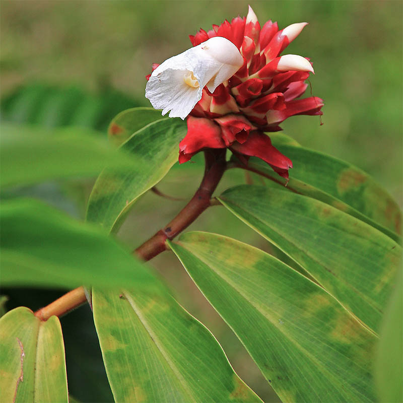 Image of Hellenia speciosa specimen.