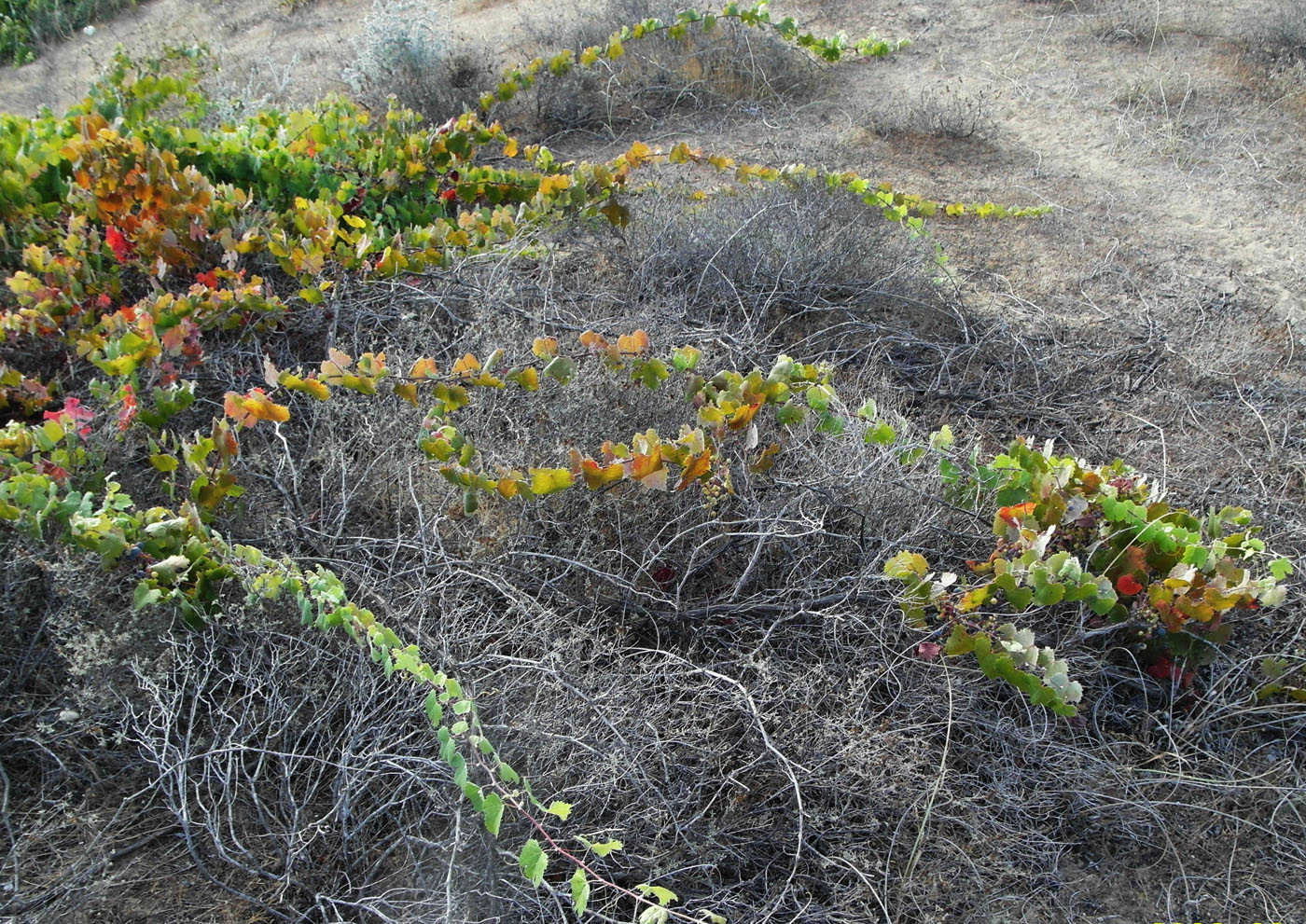 Image of Vitis vinifera specimen.