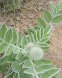 Astragalus eximius