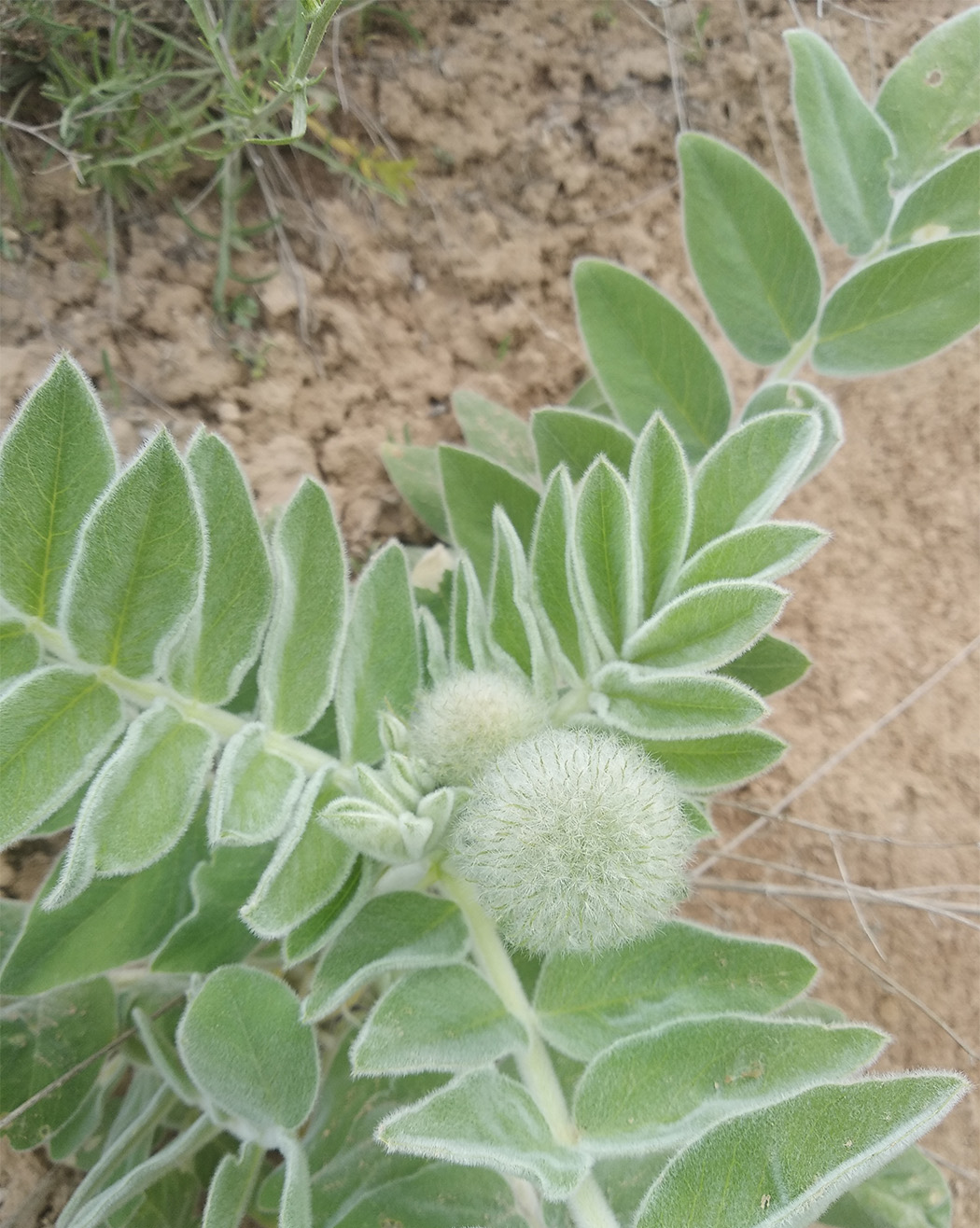 Image of Astragalus eximius specimen.